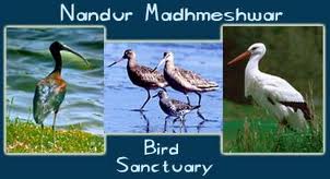 Nandur Madhmeshwar Bird Sanctuary - Nashik Directory